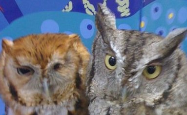 owlsweb